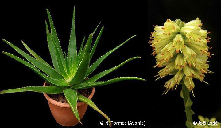 Aloe schomeri ©JLcoll.4871